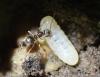 Lasius sp.